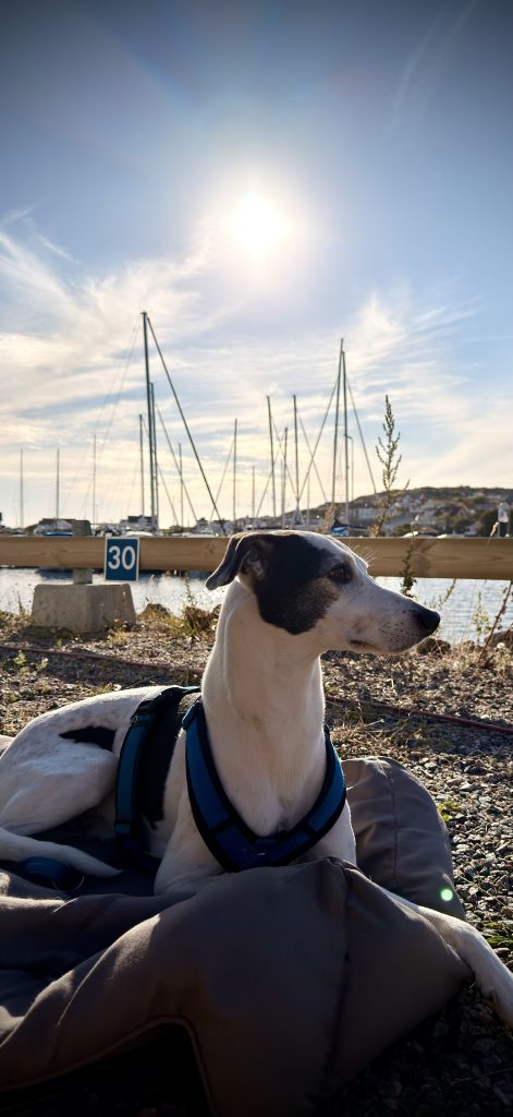 Stellplatz Hälsö